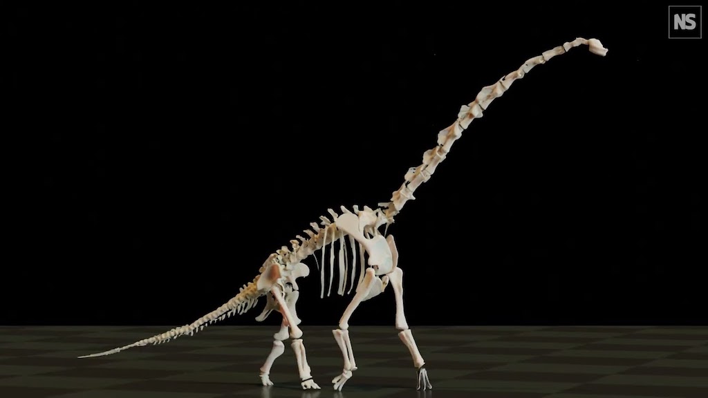 Long Neck Sauropod Gait