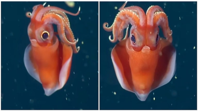 Octopus Squid