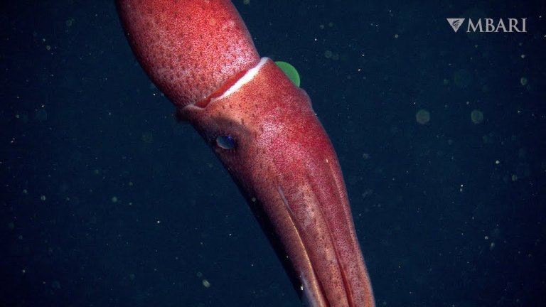 Strawberry Squid