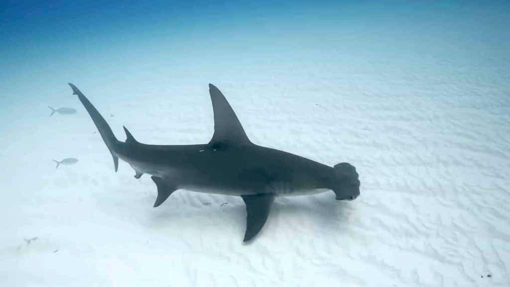 How the Unusual Biology of the Hammerhead Shark Allows It to Be an