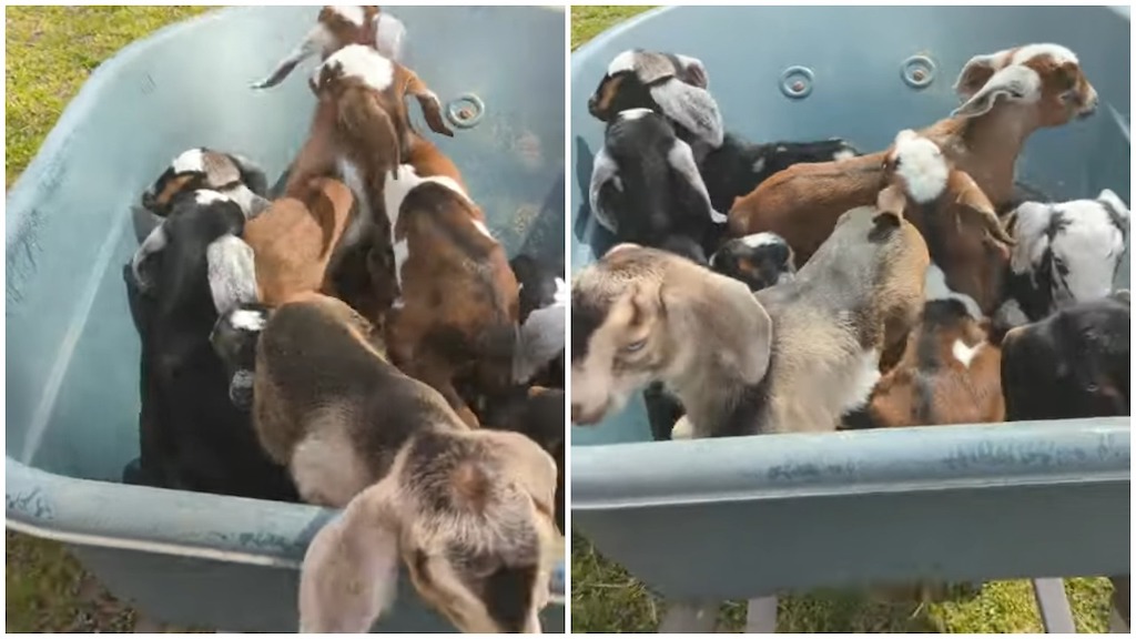 Transporting Baby Goats In Wheelbarrow