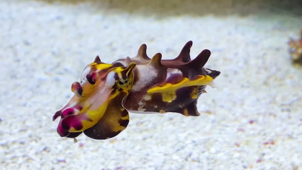 Vividly Colored Cuttlefish