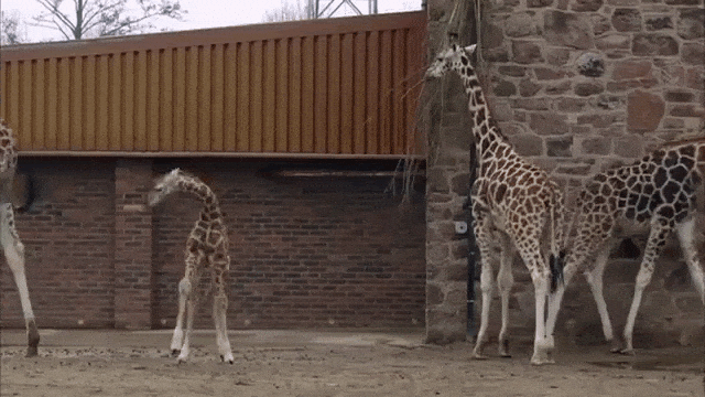 Baby Giraffe Learns to Run