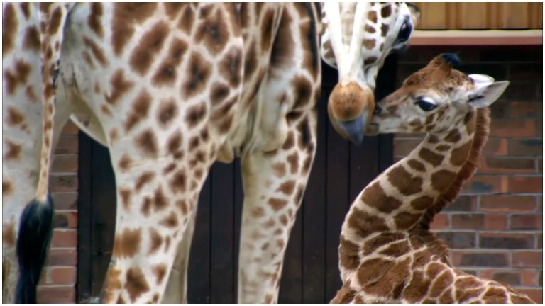 Baby Giraffe Learns to Run