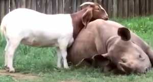 Baby Rhino and Goat Best Friends