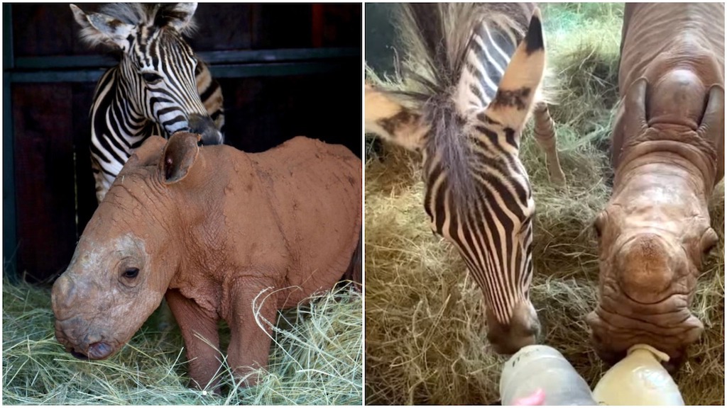 Baby Zebra and Baby Rhino