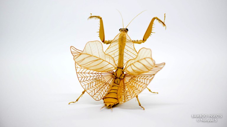 Bamboo Insect Noriyuki Saitoh