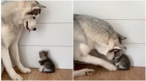 Big Husky Befriends Tiny Kitten
