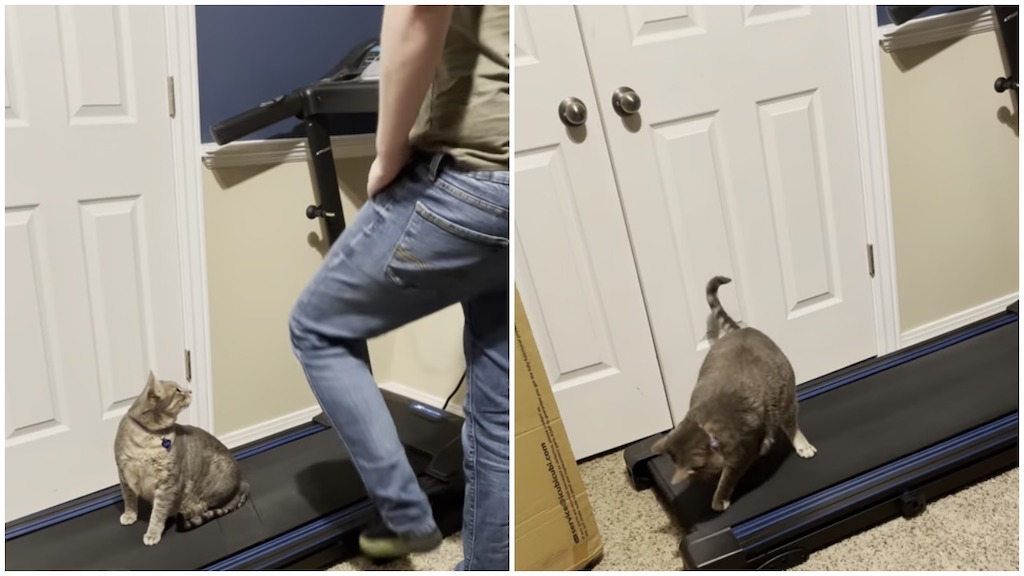 Cat Tries to Stay on Moving Treadmill