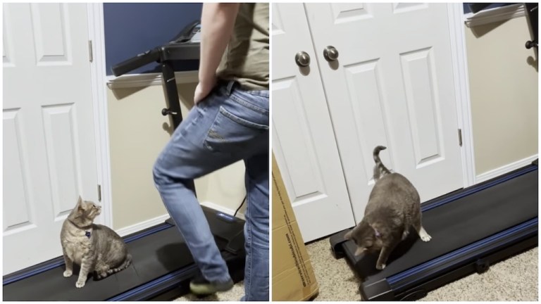 Cat Tries to Stay on Treadmill