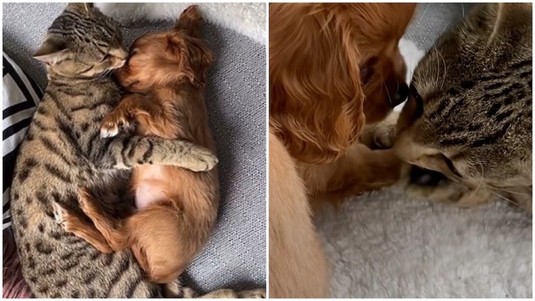 Cat and Puppy Immediately Fall in Love