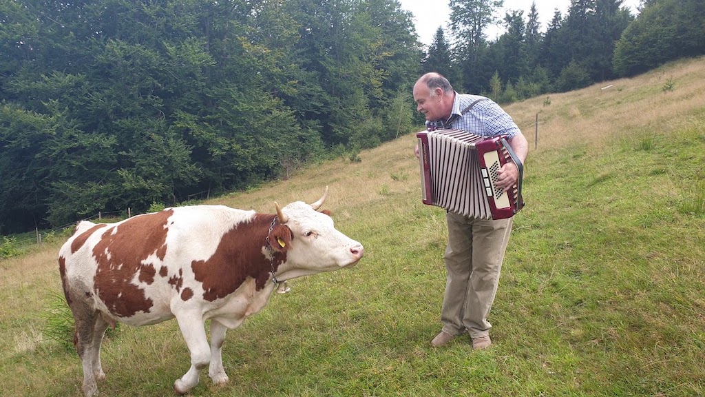 Cow Enchanted by Accordion