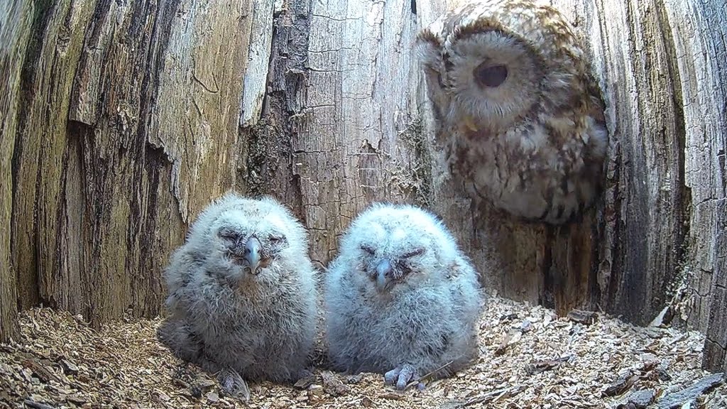 Female Tawny Owl Adopts Orphaned Chicks