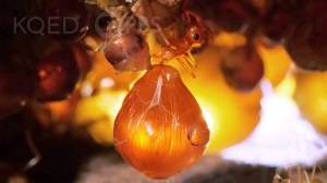 Honey Ants Storage Tanks Repletes