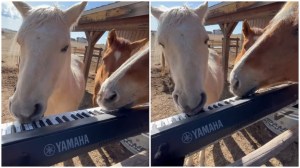 Horses Play Piano