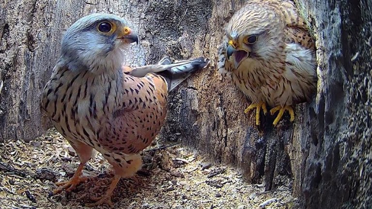 Kestrel Love Story