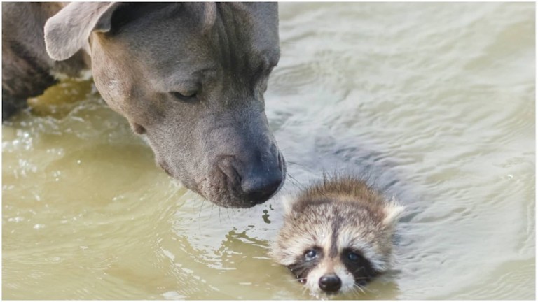 Mama Pit Bull Teaches Baby Raccoon to Survive in Wild