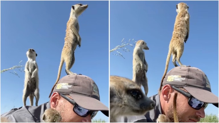 Meerkat Hospitality