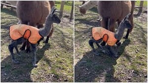 Newborn Llama Figures Out How Legs Work