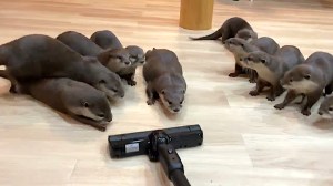 Otters Vacuum Cleaner