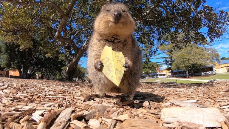 Quokka Eating Leaf