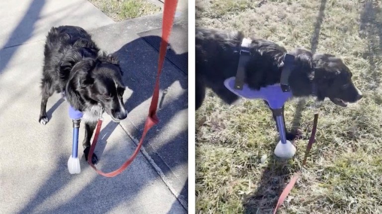 Rescued Dog Prosthetic Fourth Leg