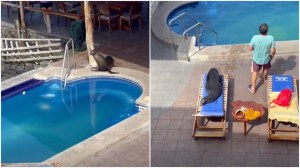 Sea Lion Commandeers Resort Pool Lounge Chair