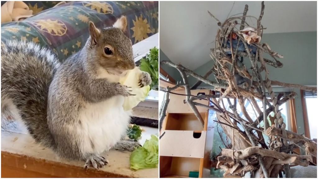 Woman Builds Giant Tree House for the Squirrel She Rescued as a Baby From Her Yard