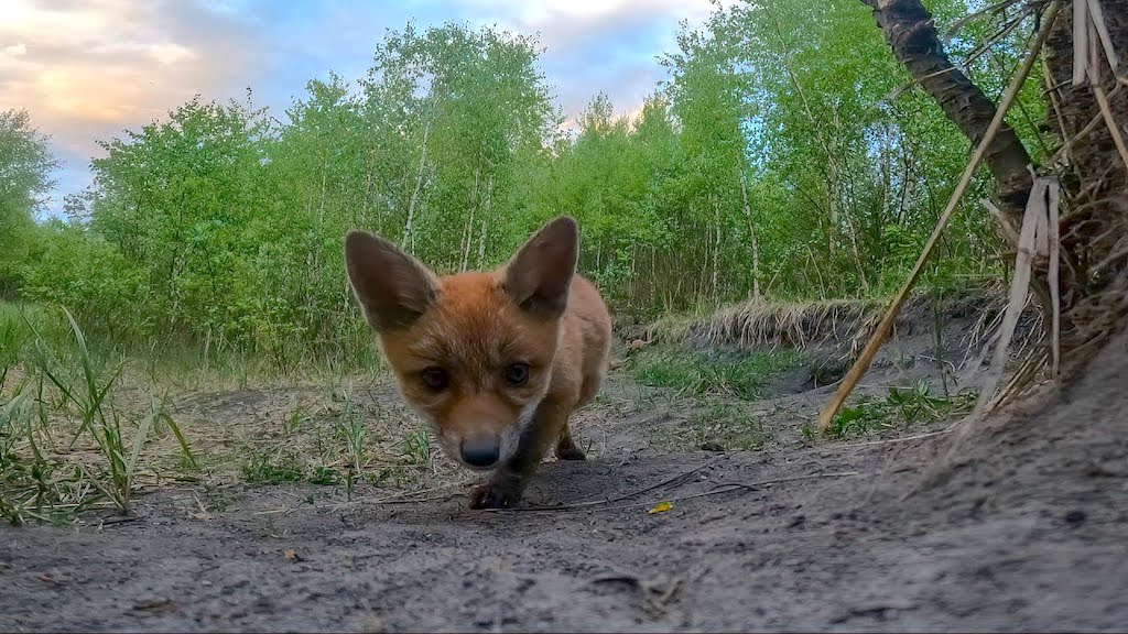 Baby Foxes Investigate GoPro