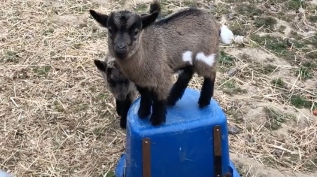 Baby Goats King of the Hill