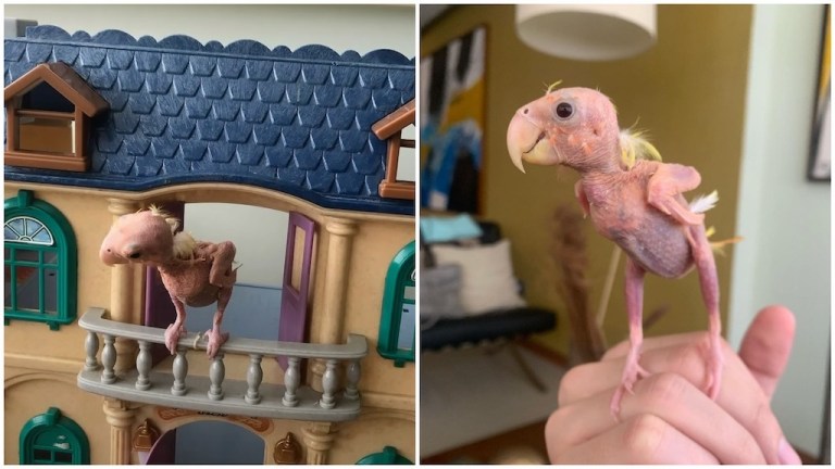 Bald Lovebird Lives Excellent Life