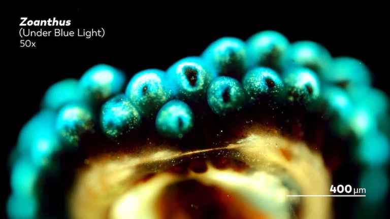 Colorful Coral Under Microscope