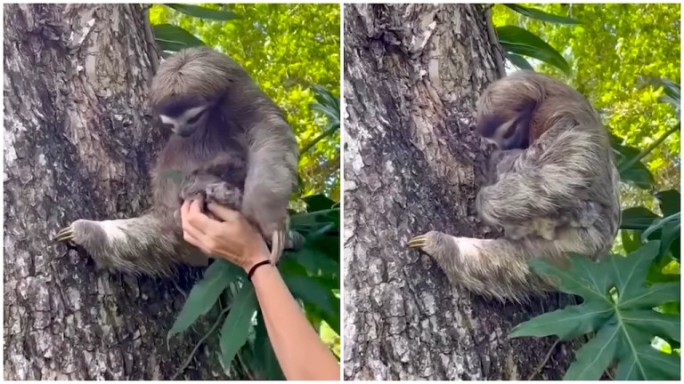 Crying Baby Sloth Reunited With Mom