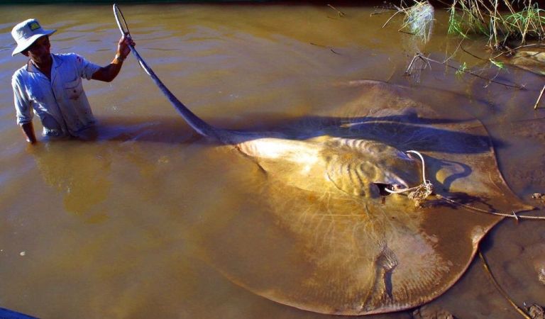 Giant Stingray Mekong River Cambodia