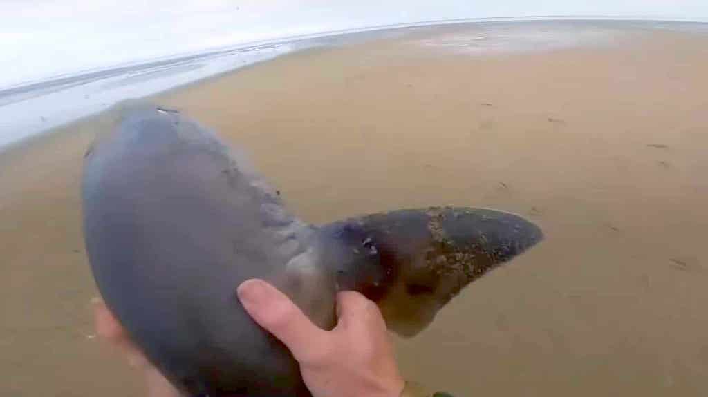 Man Rescues Shark With Bare Hands