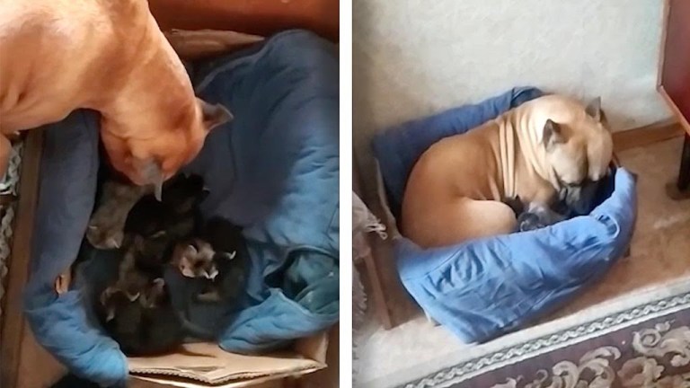 Maternal Dog Cares for Kittens