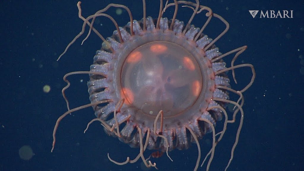 Newly Discovered Jelly