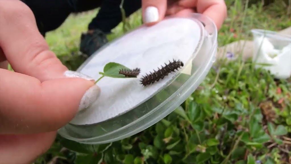 Oregon Zoo Releases Silverspot Caterpillars Into the Wild
