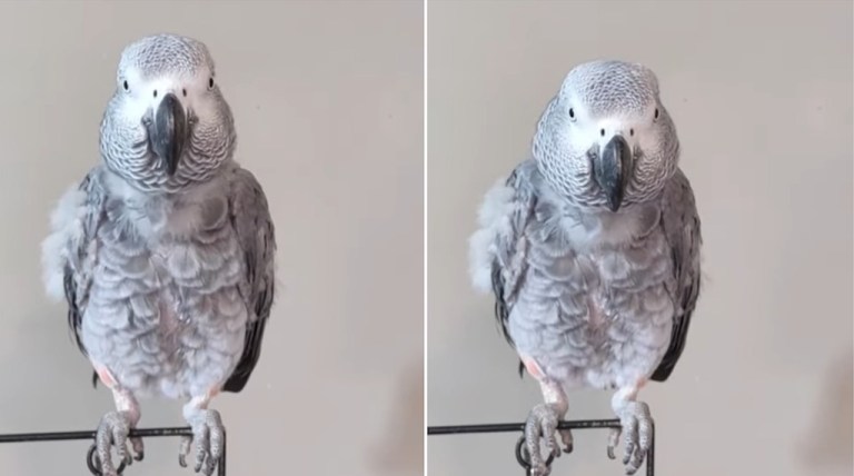 Parrot Mimics Humans Cold