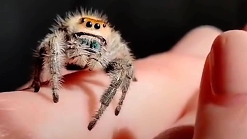 Woman Overcomes Arachnophobia By Caring for an Adorable Asiatic Wall Jumping Spider