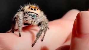 Pet Asiatic Wall Jumping Spider
