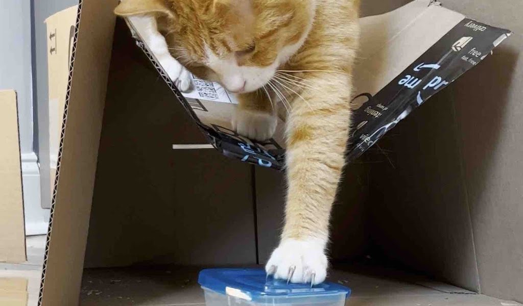 Plastic Container Loving Cat