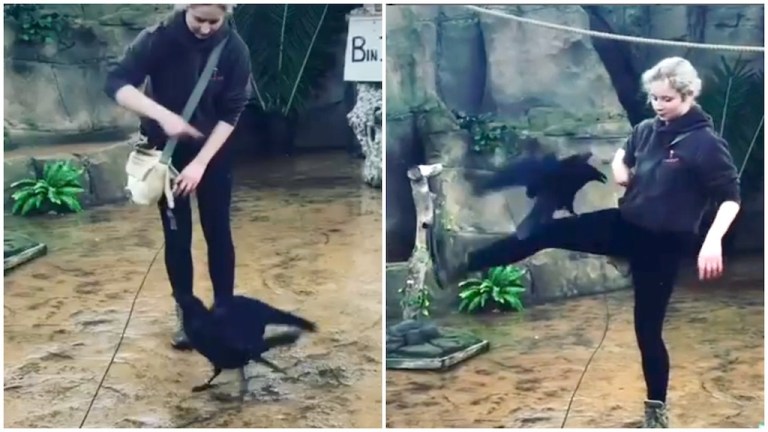 Raven Dances With Human