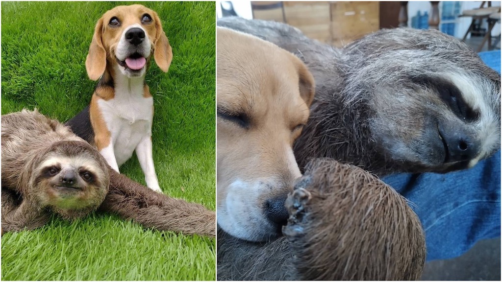 Rescued Sloth and Beagle Best Friends