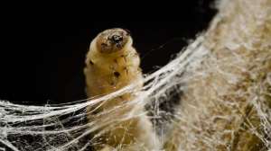 Silkworms Spin Cocoons That Spell Their Own Doom
