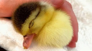 Woman Adopts Duckling Rejected by Mother