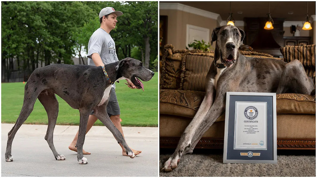 Zeus Great Dane Tallest Dog