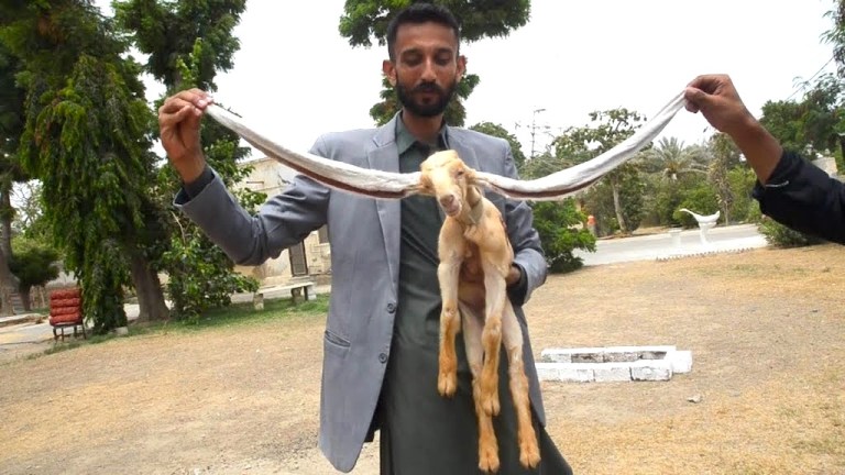 Baby Goat With Longest Ears