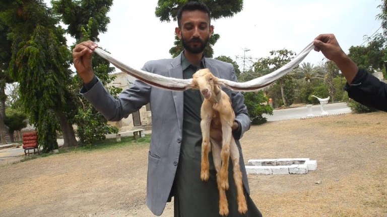 Baby Goat With Really Long Ears