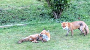 Backyard Foxes